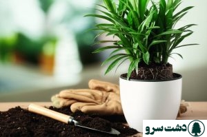 تعویض گلدان دراسنا کامپکت