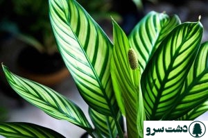 علت گل دادن دیفن باخیا