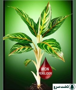 کود آهن برای آگلونما