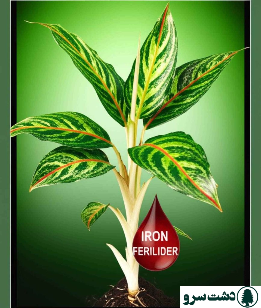 کود آهن برای آگلونما