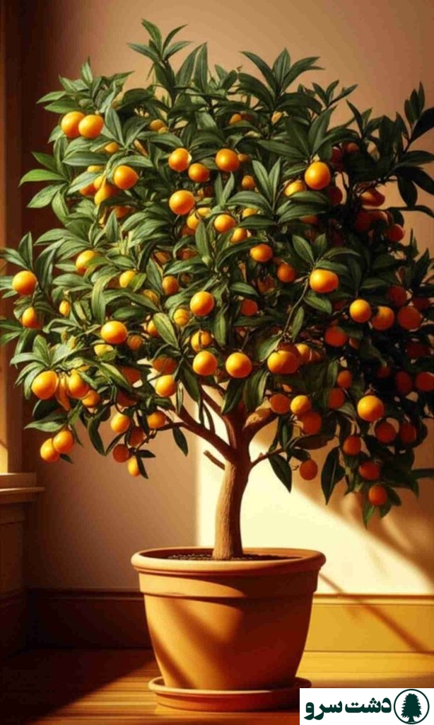 نگهداری کامکوات در منزل