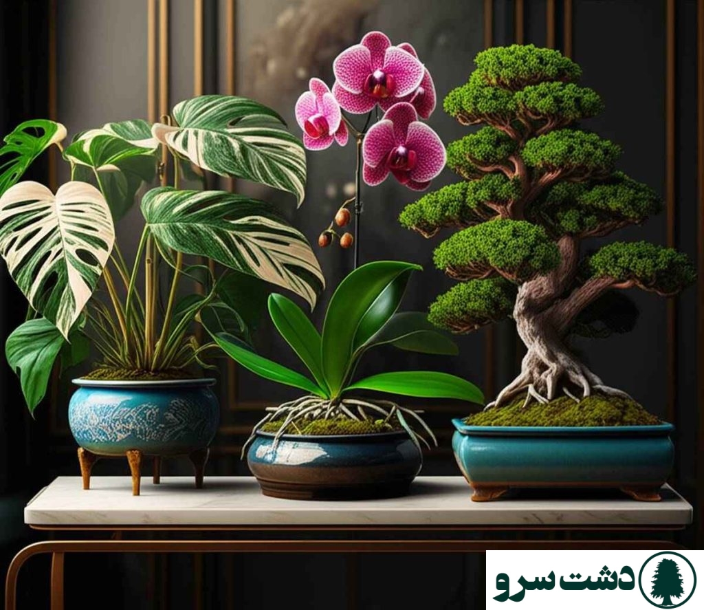 گرانترین گل های آپارتمانی