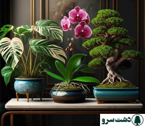 گرانترین گل های آپارتمانی