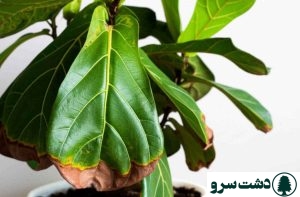 مشکلات برگ انجیری فر