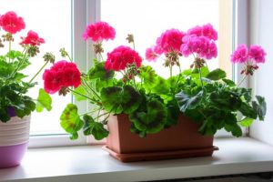 نگهداری گل شمعدانی در آپارتمان