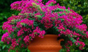 نگهداری گل کاغذی در گلدان