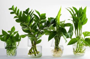 گیاهان آپارتمانی که در آب نگهداری می شوند