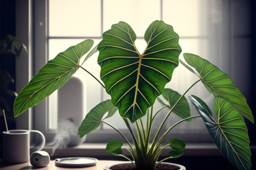 شرایط نگهداری گل بابا آدم در آپارتمان