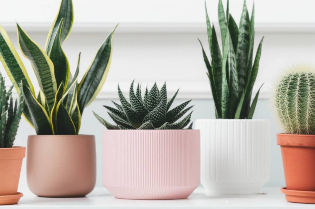 بهترین نوع کاکتوس برای خانه