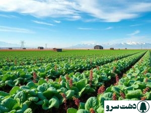 بهترین محصولات کشاورزی سودآور برای کشت زمستانه در ایران