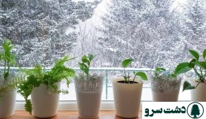 نگهداری گل های آپارتمانی در زمستان